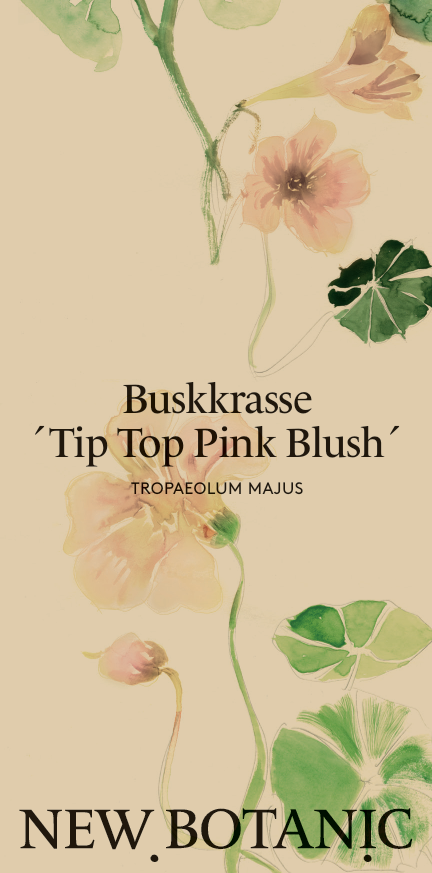Buskkrasse 'Tip top pink blush' - Nyhet!