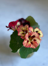 Garden Deco Collection - till den som drömmer om en vacker köksträdgård