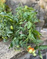 Cherry Tomato 'Plumbrella' Mix - New! 