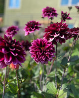 Dahlia ‘Davine Michelle’