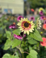 Sunflower 'Summer Lovin' - New! 