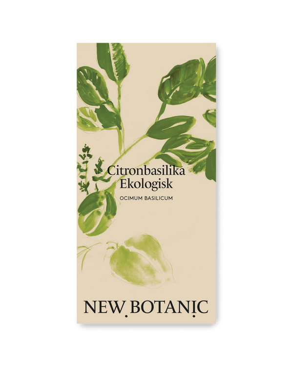 Citronbasilika Ekologisk