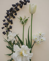 Oyster Pearl Collection - Nyhet!