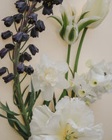 Oyster Pearl Collection - Nyhet!