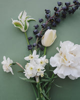 Oyster Pearl Collection - Nyhet!