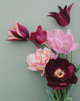 Passionate Collection - Nyhet!