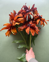 Summer Rudbeckia 'Cappuccino' 