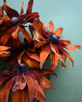 Summer Rudbeckia 'Cappuccino' 