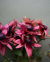 Summer Rudbeckia 'Cherry Brandy'