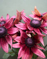Summer Rudbeckia 'Cherry Brandy'