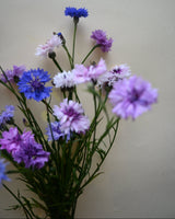 Cornflower Mix Organic - New! 
