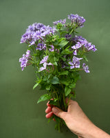 Summer phlox 'Suger Stars' - New! 
