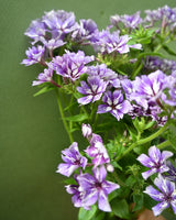 Summer phlox 'Suger Stars' - New! 