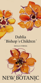 Dahlia 'Bishop's Children' - Nyhet!