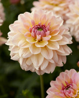 Rose & Amber Collection – dahlior perfekta för krukodling