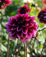 Garden Artist Collection – designad dahliarabatt