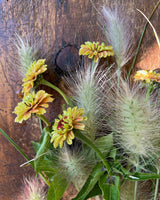 Dunborstgräs - Nyhet!