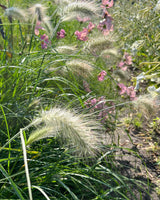 Dunborstgräs - Nyhet!