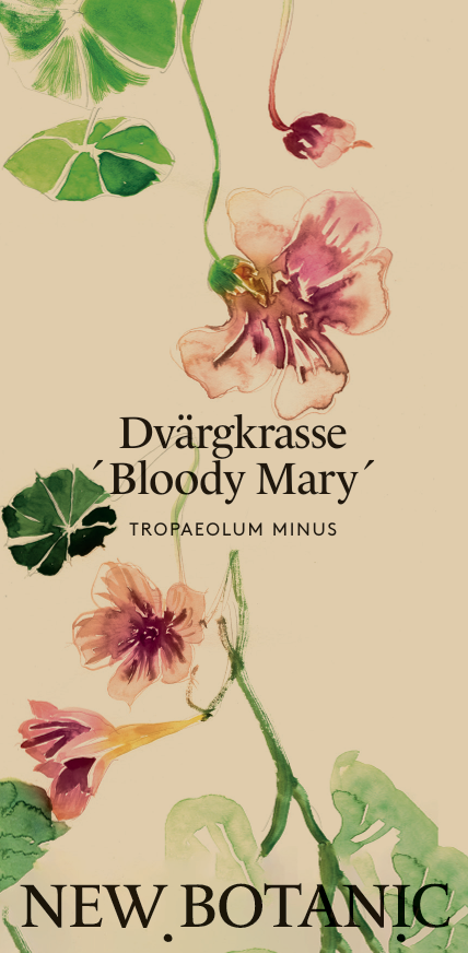 Dvärgkrasse 'Bloody Mary' Nyhet!
