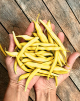 Dvärgböna 'Golda' - Nyhet!