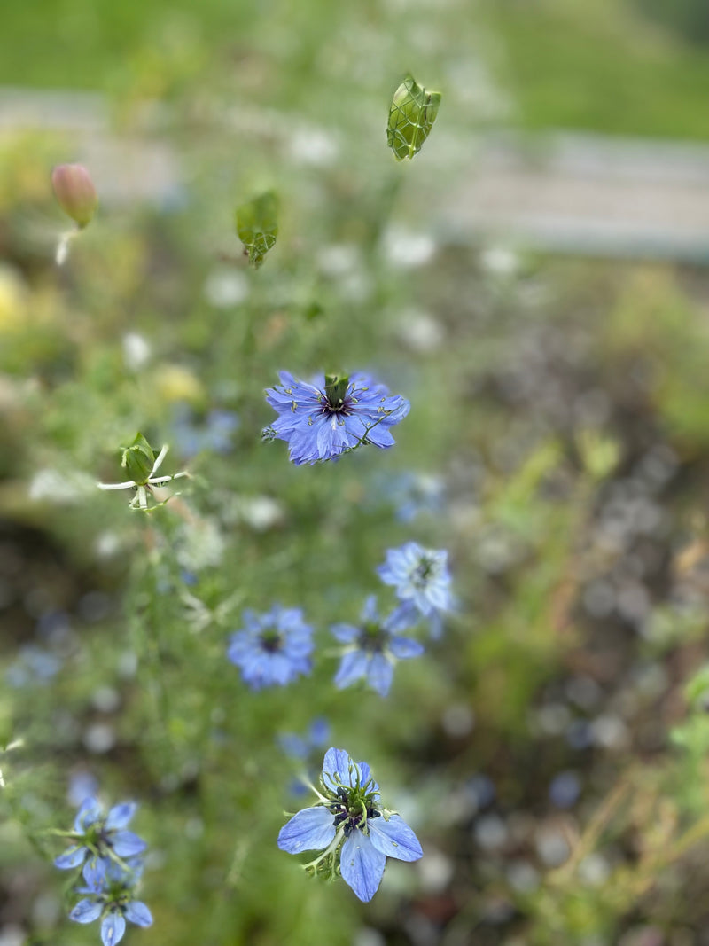 Nigella 'Miss Jekyll Darkblue'  - Nyhet!
