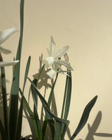 Narciss 'Thalia'
