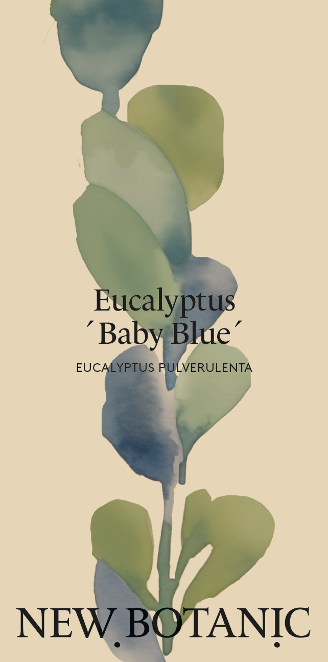 Eucalyptus 'Baby Blue' - Nyhet!