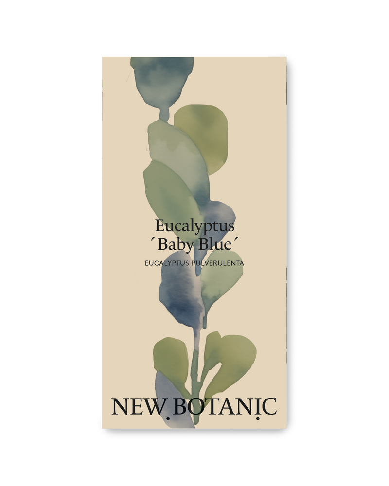 Eucalyptus 'Baby Blue'