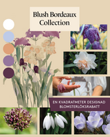 Blush Bordeaux Collection - designad perenn rådjurssäker blomsterlöksrabatt