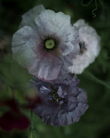 Poppy 'Amazing Grey'