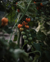 Cherry tomato 'Sungold' F1 - New! 