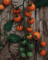 Cherry tomato 'Sungold' F1 - New! 