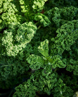 Grönkål 'Westland Winter' Ekologisk - Nyhet!