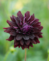 Silk & Velvet Collection – designad dahliarabatt