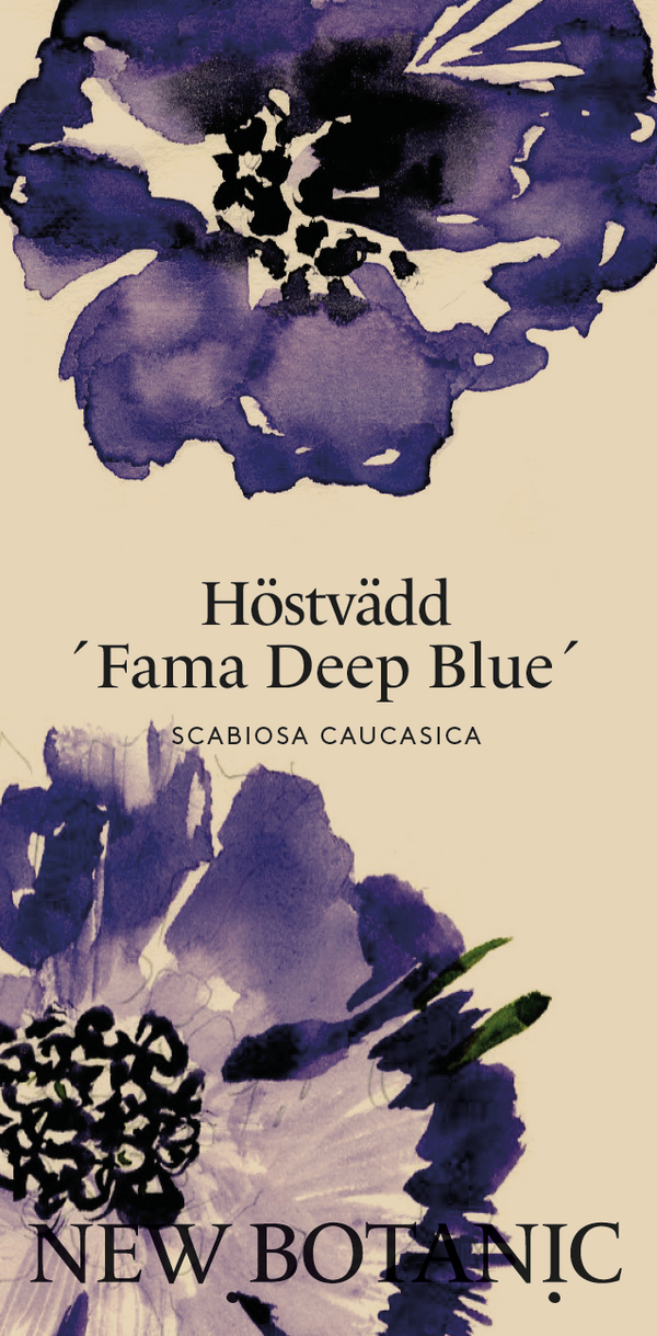 Höstvädd ´Fama Deep Blue´