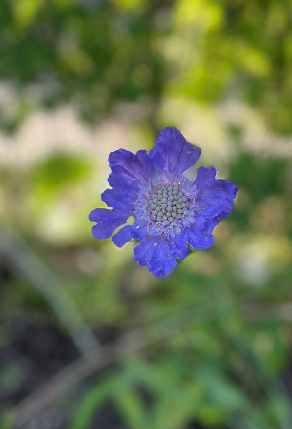 Höstvädd ´Fama Deep Blue´