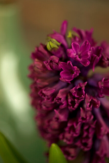 Lipstick Love Collection - designad blomsterlöksrabatt