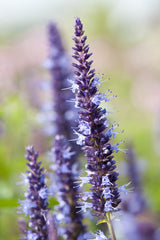 Anisisop 'Astello Indigo’ - Nyhet!