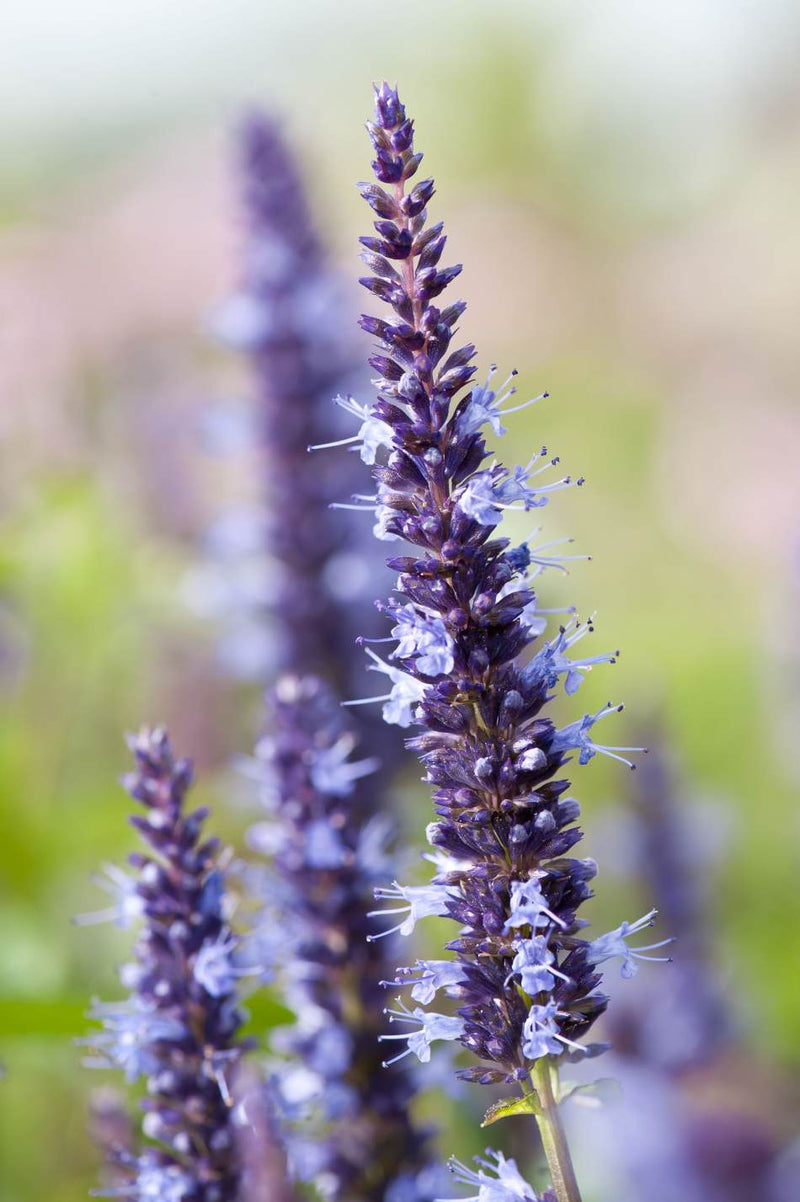 Anisisop 'Astello Indigo’ - Nyhet!