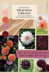 Silk & Velvet Collection – designad dahliarabatt