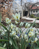 Botanisk tulpan 'Turkestanica'