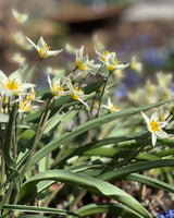 Botanisk tulpan 'Turkestanica'