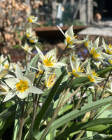 Botanisk tulpan 'Turkestanica'