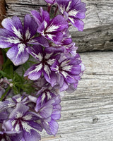 Sommarflox 'Suger Stars' - Nyhet!