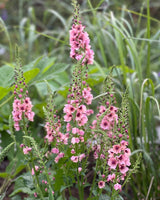 Kungsljus 'Southern charm'