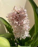 Hyacinth 'China Pink'
