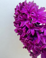 Hyacint 'Woodstock'