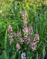 Kungsljus 'Southern charm'