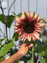 Juklapp till den planetvänliga