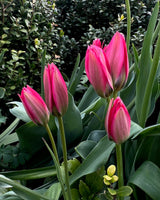 Tulip 'Little Beauty'